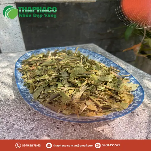 Lá hoàn ngọc khô được bảo quản đúng cách