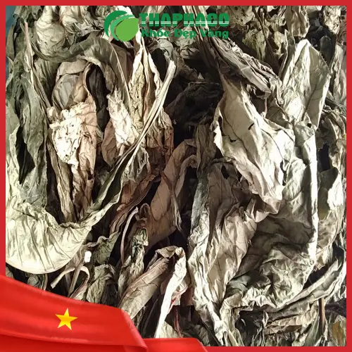 Hình ảnh lá Khôi Tía tươi, trước khi được phơi khô để sử dụng