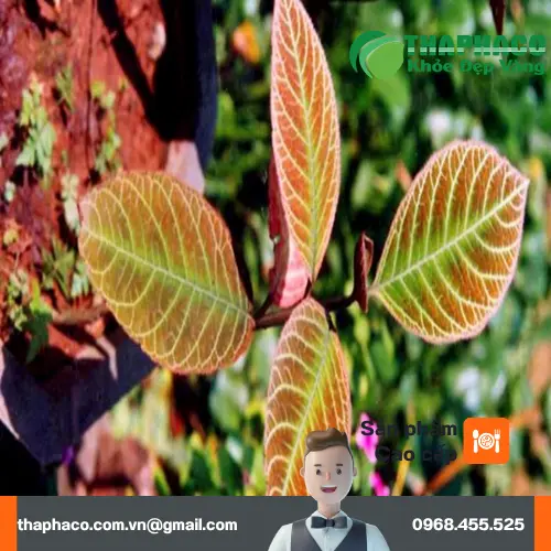 Địa chỉ mua Lá Khôi Tía khô uy tín tại THAPHACO
