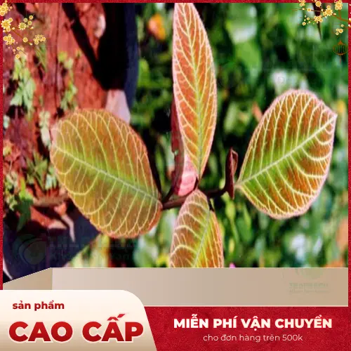 Hình ảnh sản phẩm Lá Khôi Tía sấy khô của THAPHACO