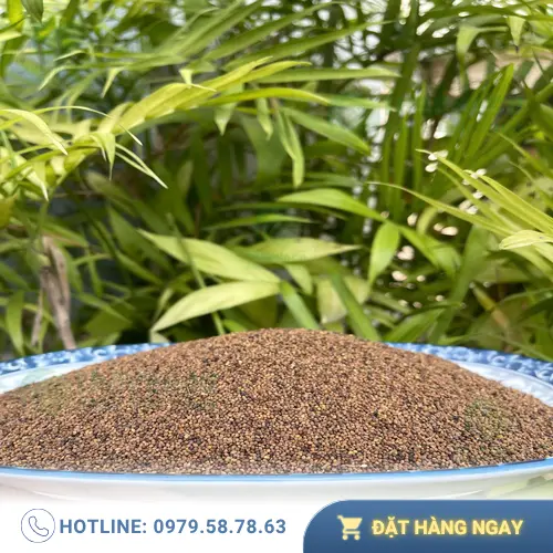 Cách dùng Thỏ Ty Tử đúng cách