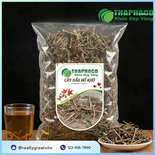 Địa Chỉ Bán Cây Xấu Hổ Khô Uy Tín Tại TP.HCM